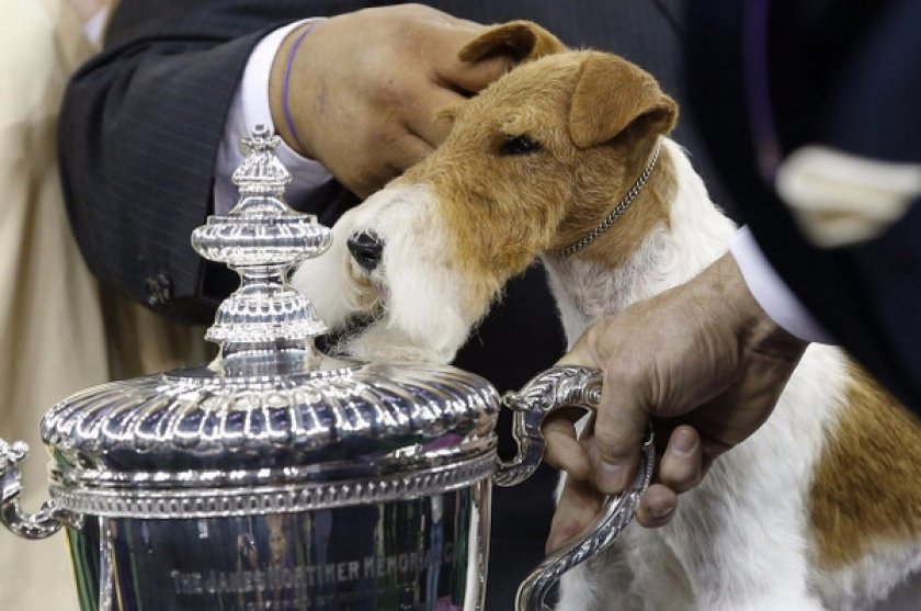 Фокстерьер