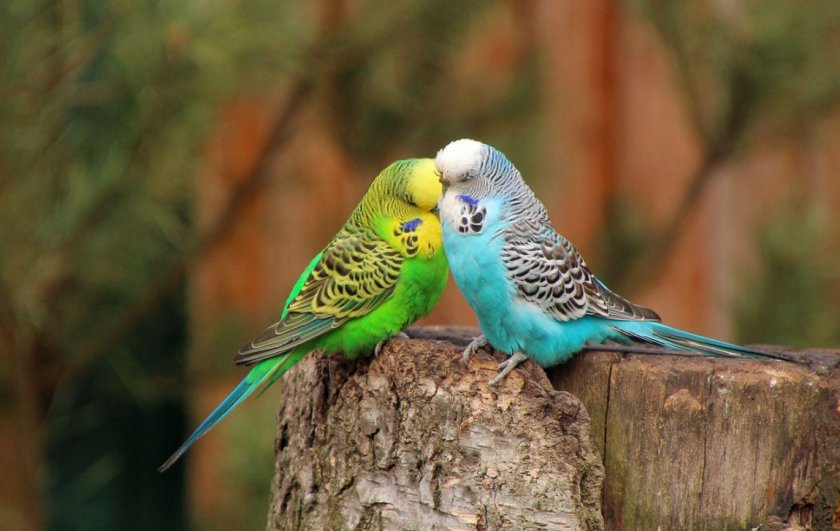 Волнистые попугаи