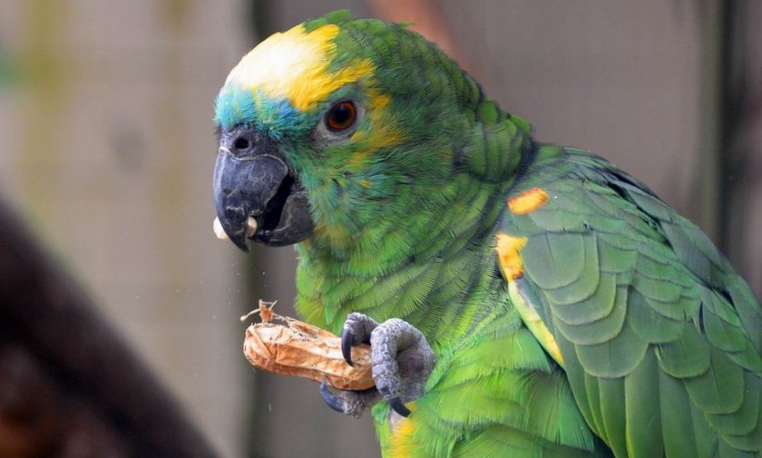 Попугай ест орех