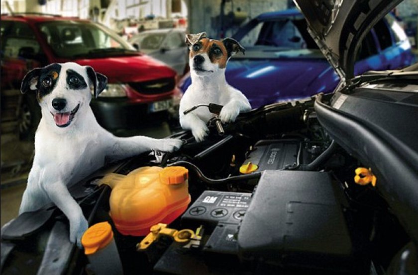 Фокстерьер