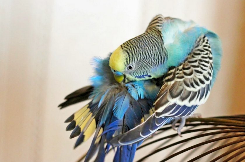 Волнистый попугай чистит перья