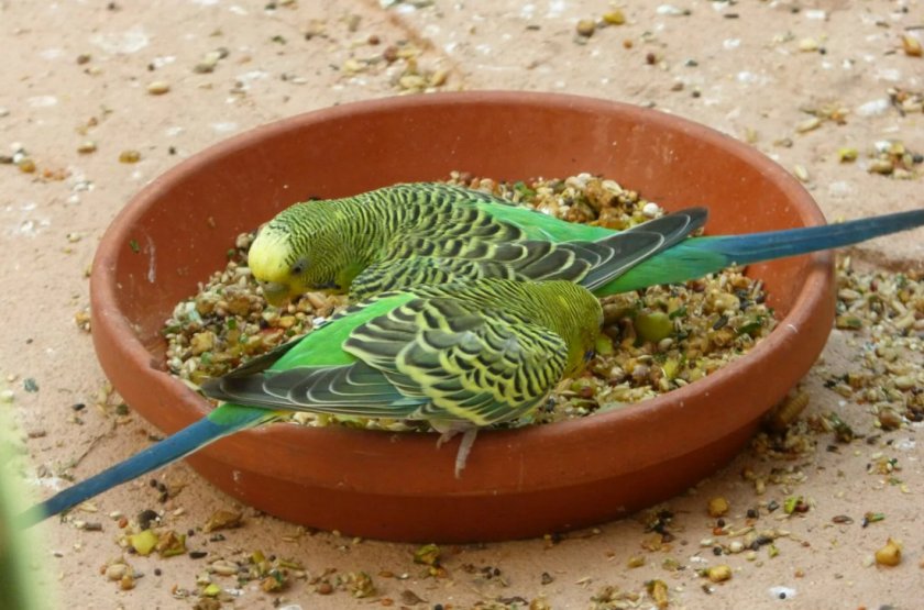 Волнистые попугаи едят