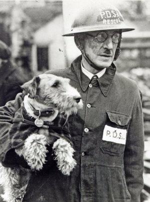 Фокстерьер