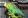 Волнистый попугай ест зелень