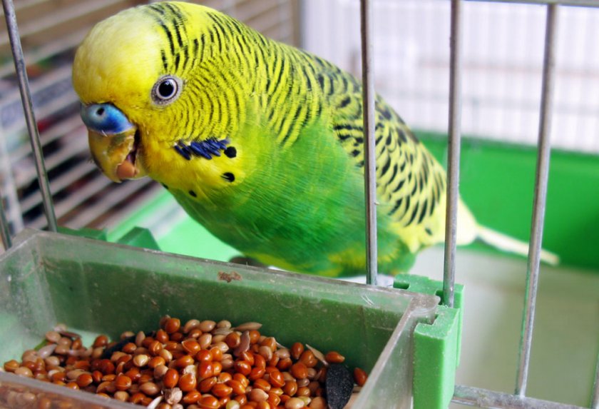 Волнистый попугай ест корм