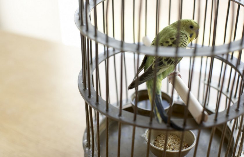 Волнистый попугай в клетке Волнистый попугай в клетке