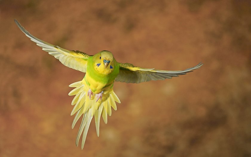 Полёт волнистого попугая Полёт волнистого попугая