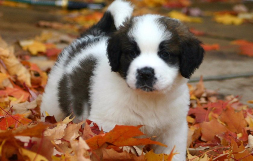 Щенок сенбернара