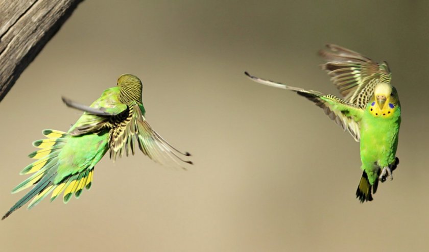 Полёт волнистых попугаев Полёт волнистых попугаев