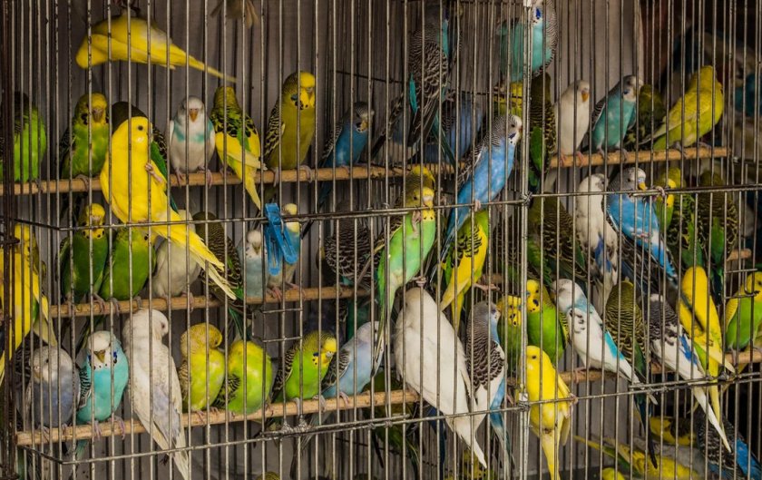 Волнистые попугаи в клетке Волнистые попугаи в клетке