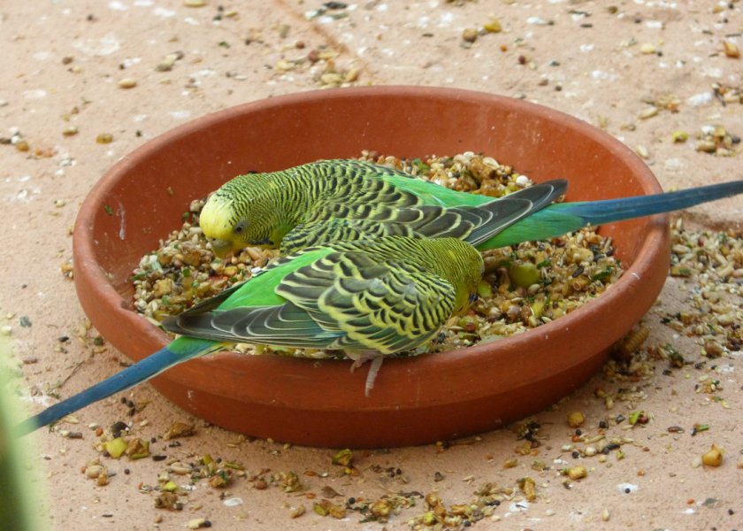 Волнистые попугаи едят корм Волнистые попугаи едят корм