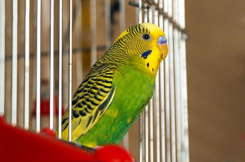 Волнистый попугай в клетке с открытой дверцей Волнистый попугай в клетке с открытой дверцей