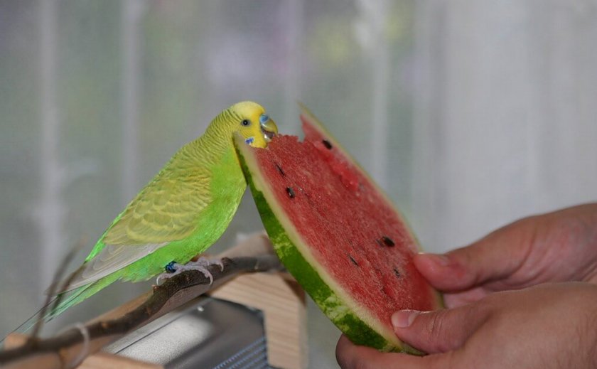 Арбуз для попугая