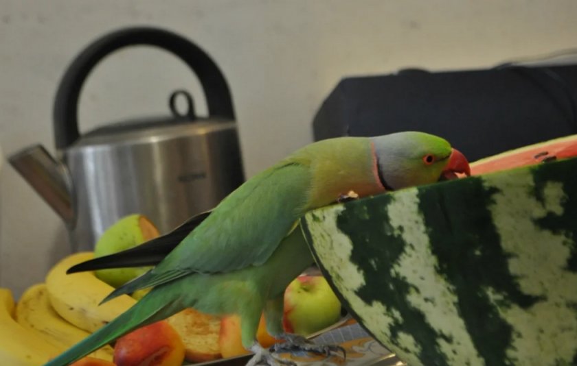 Можно ли давать попугаям сыр. Попугай жако риччи. Попугай ест утиное яйцо. Разрешённые каши для попугая. Арбуз волнистому попугаю.