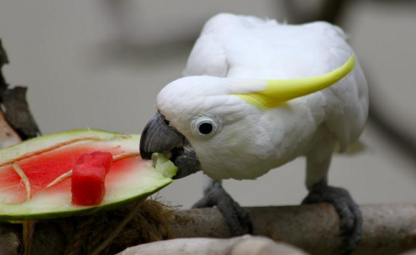 Арбуз для попугая