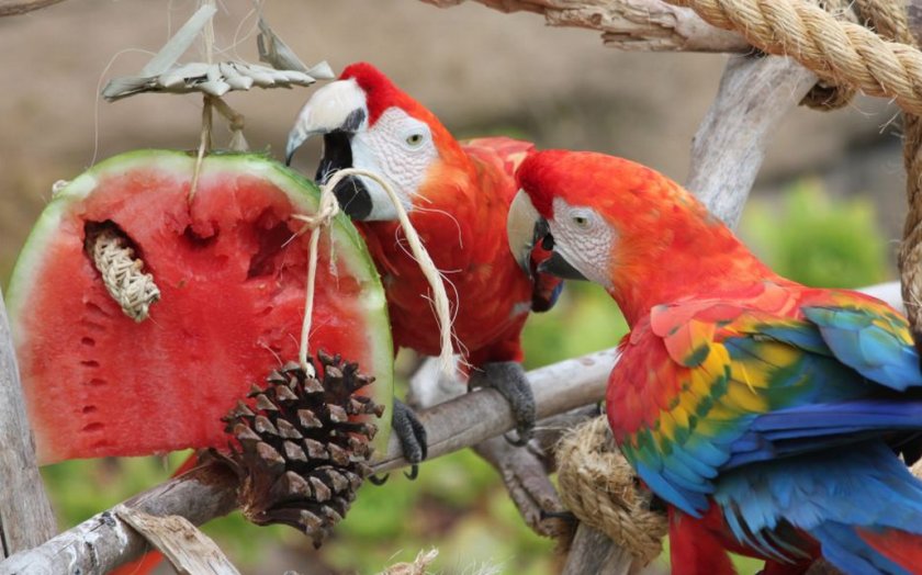 Арбуз для попугаев