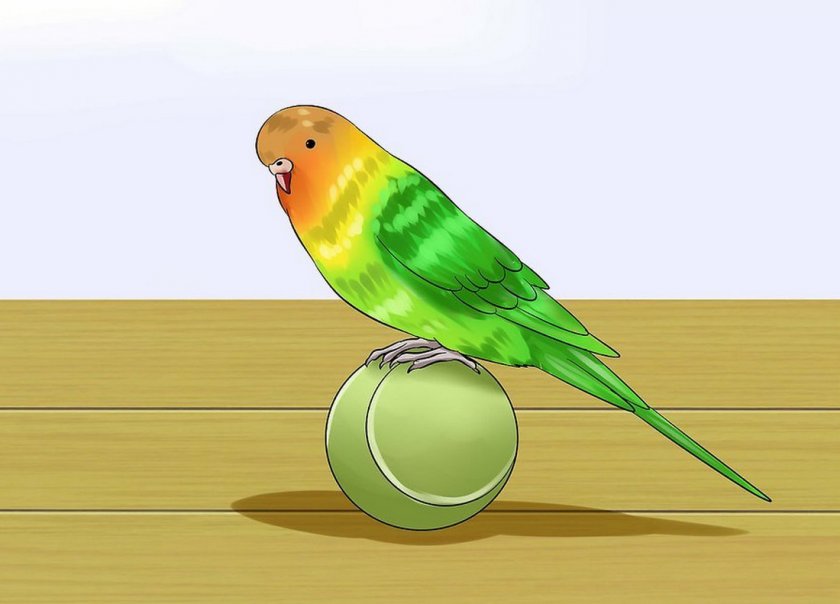 Волнистый попугай с игрушкой Волнистый попугай с игрушкой