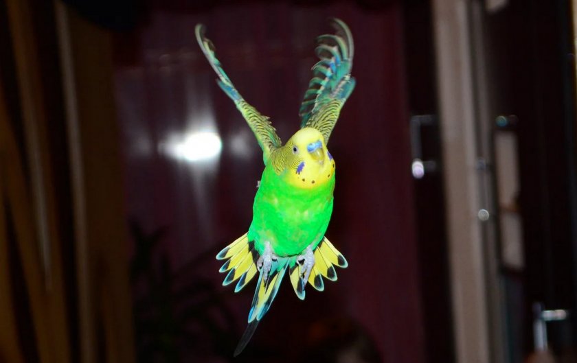 Полёт волнистого попугая Полёт волнистого попугая