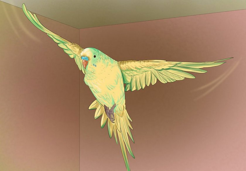 Полёт волнистого попугая Полёт волнистого попугая