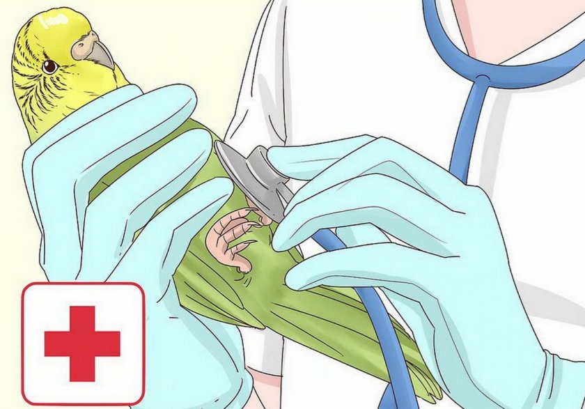 Попугай у ветеринара