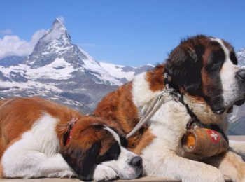 Сенбернар: особенности ухода за собакой-спасателем