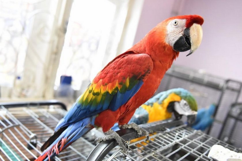 Попугай Ара Попугай Ара