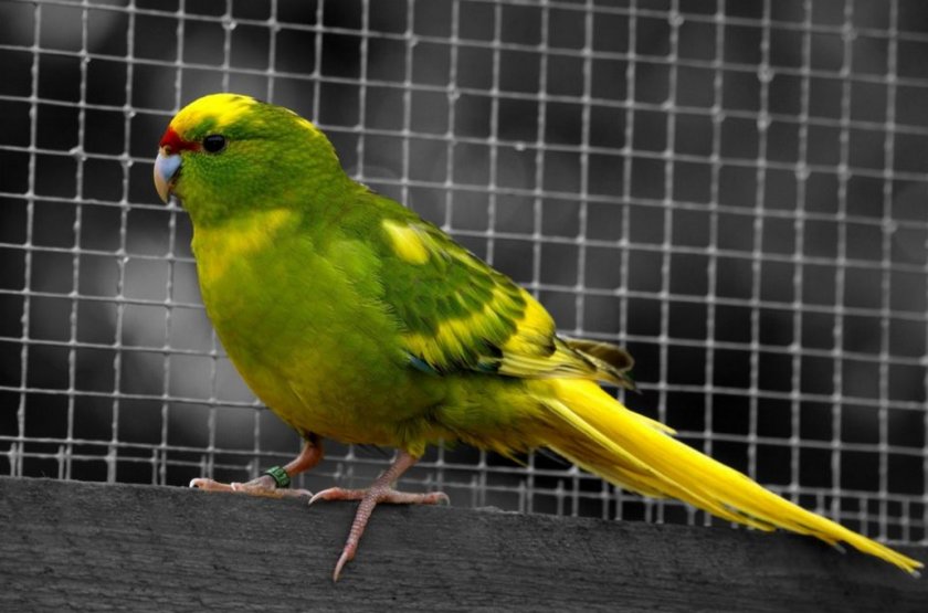 Попугай Какарик Попугай Какарик