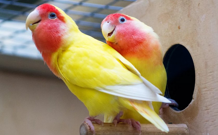 Неразлучники Неразлучники