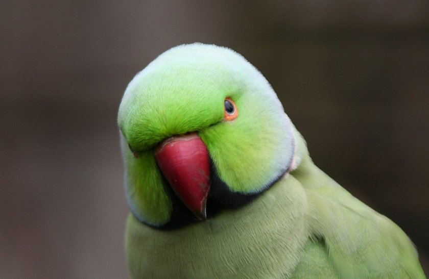 Ожереловый попугай Ожереловый попугай