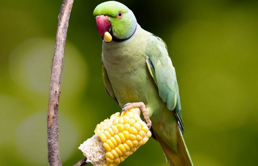 Попугай ест кукурузу