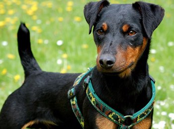 Выносливы и просты в уходе: содержание ягдтерьера в домашних условиях