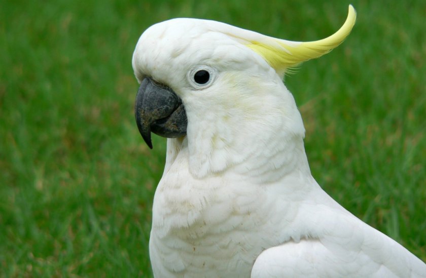 Попугай Какаду Попугай Какаду