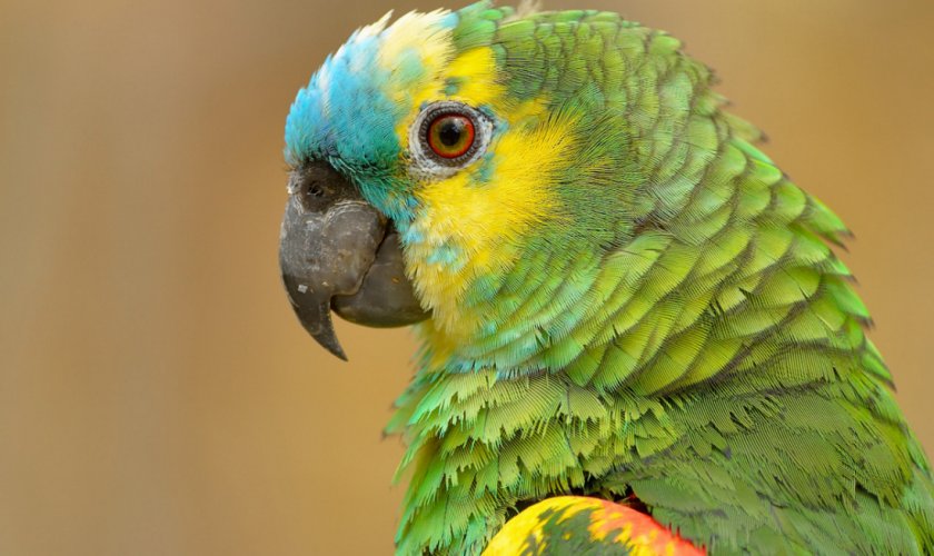 Попугай Амазон Попугай Амазон