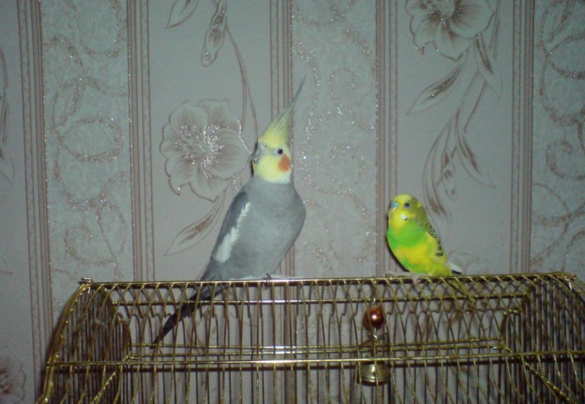 Корелла и волнистый попугай Корелла и волнистый попугай