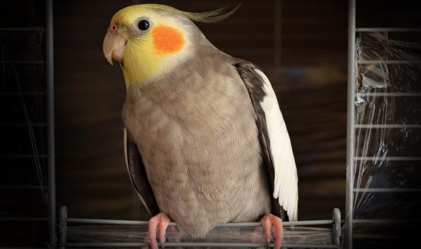 Попугай корелла Попугай корелла