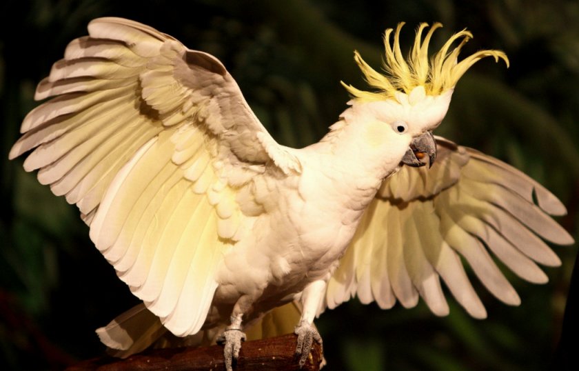 Белый какаду