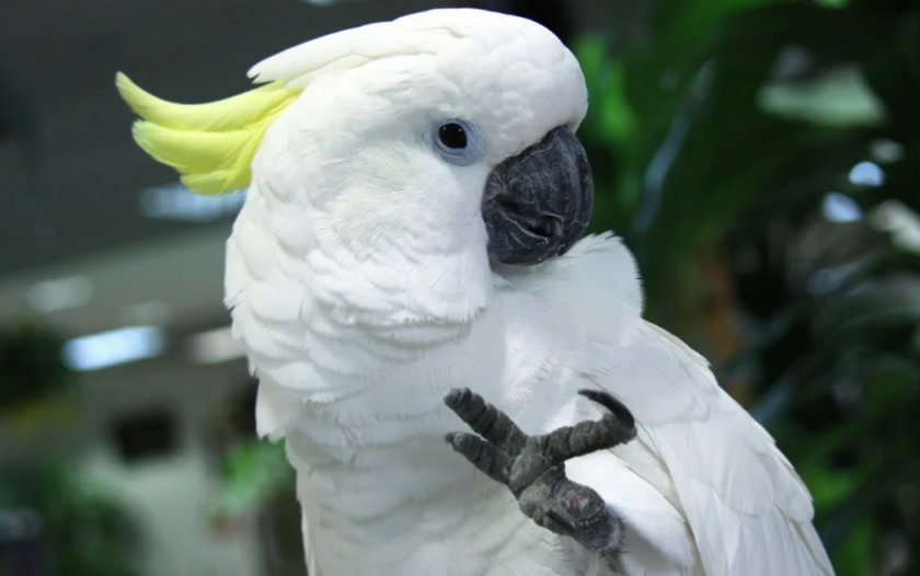 Попугай Какаду