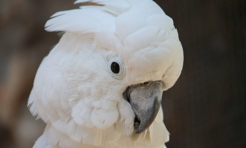 Белохохлый какаду