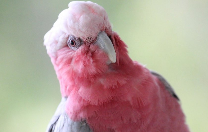 Розовый какаду
