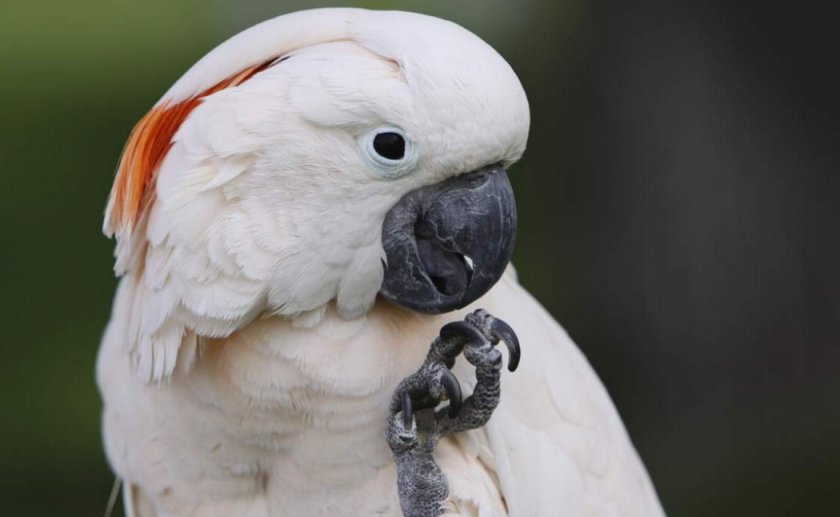 Молуккский какаду