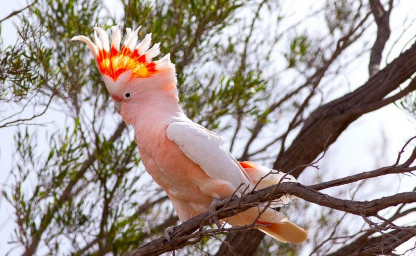 Какаду майора Митчелла