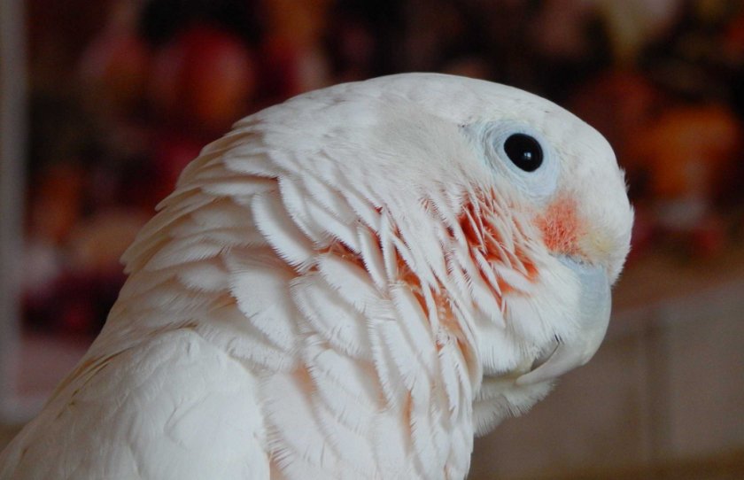 Какаду Гоффина