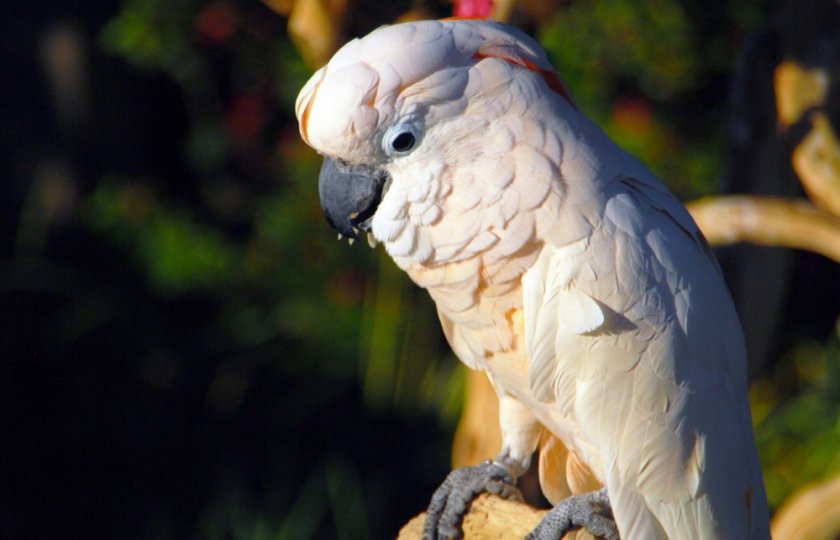 Молуккский попугай