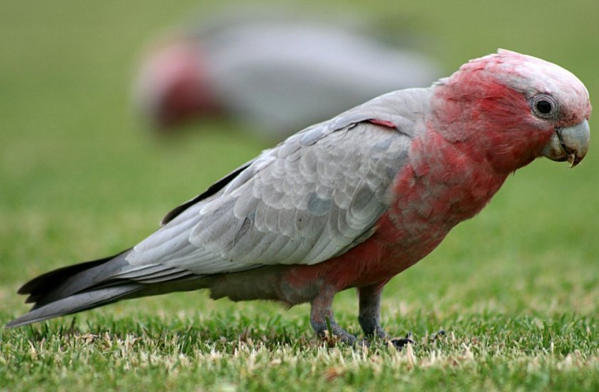 Розовые какаду