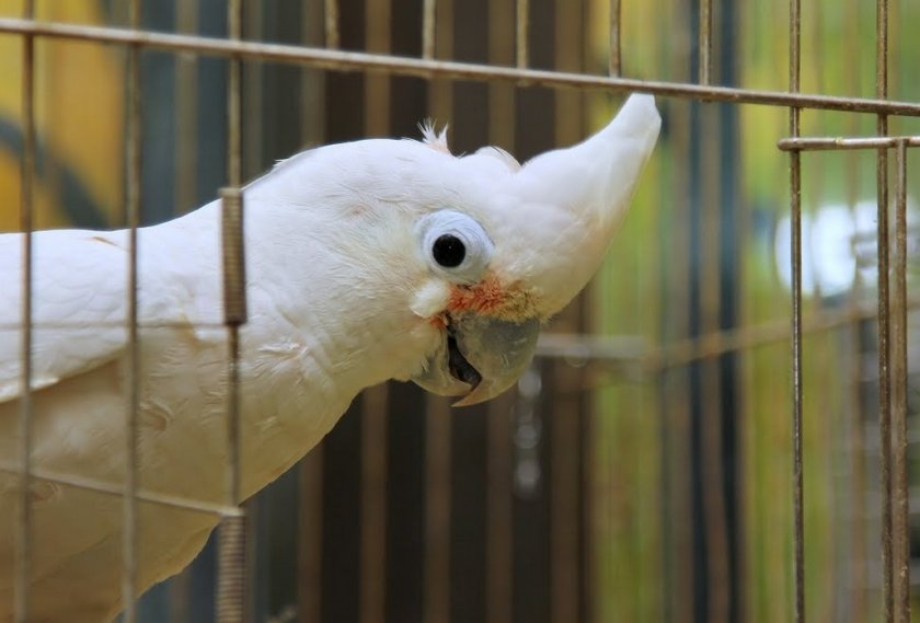 Попугай Какаду