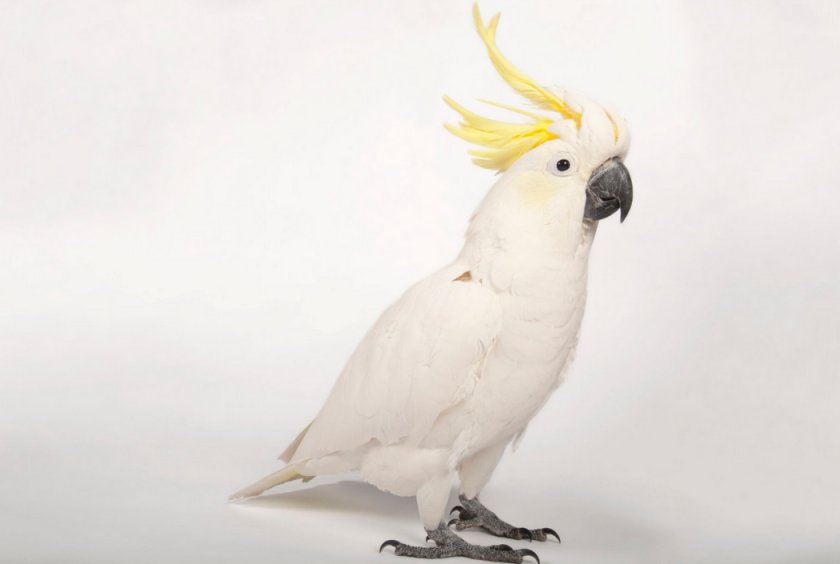 Попугай Какаду