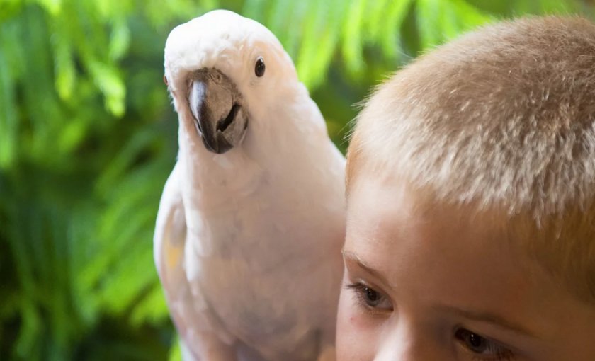 Попугай Какаду