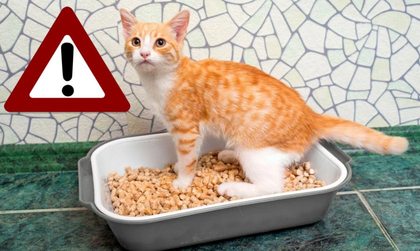 Кошачий наполнитель