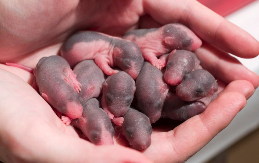 Новорожденные крысята