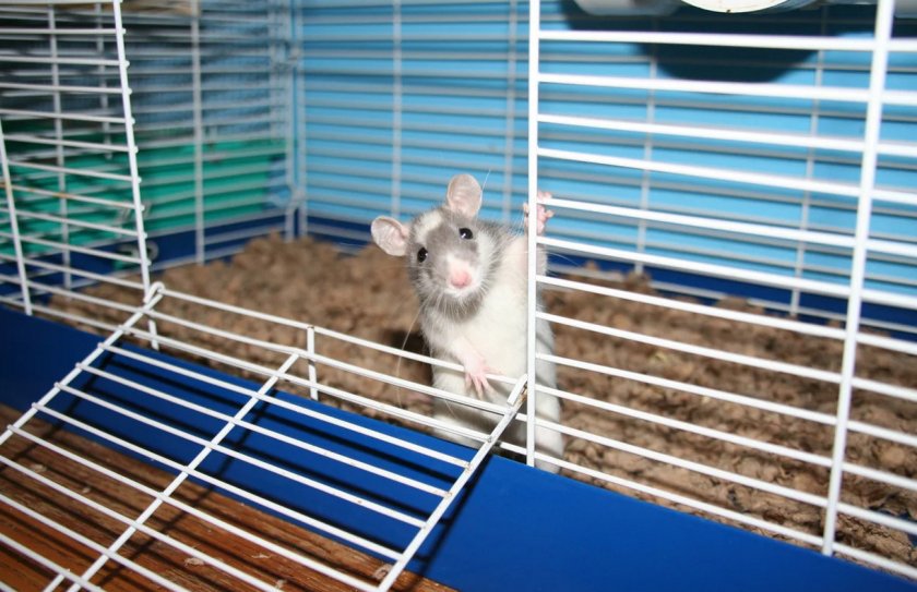 Крыса в клетке с наполнителем